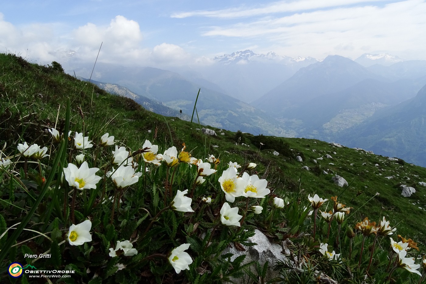 27 Camedrio alpino (Dryas octopetala).JPG